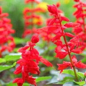 Tropical Red Sage