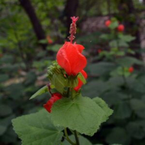 Turks Cap