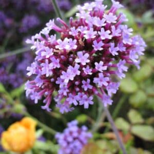 Verbena