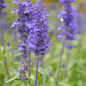 Salvia