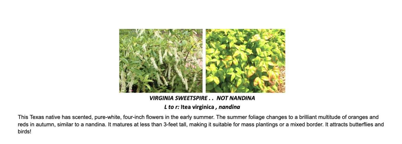 virginia sweetspire