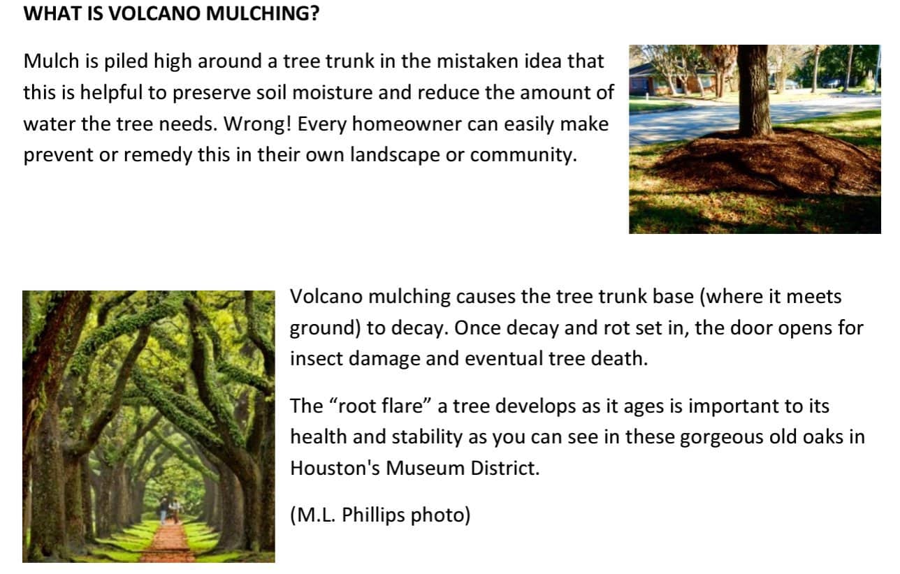 volcano mulching