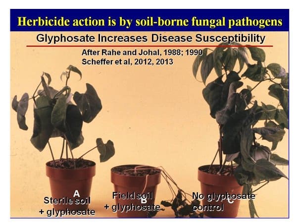 weeds herbicides 1