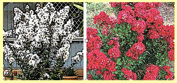 white v red crape