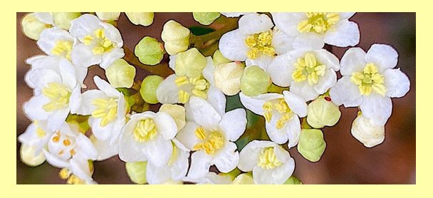 winter bloomers