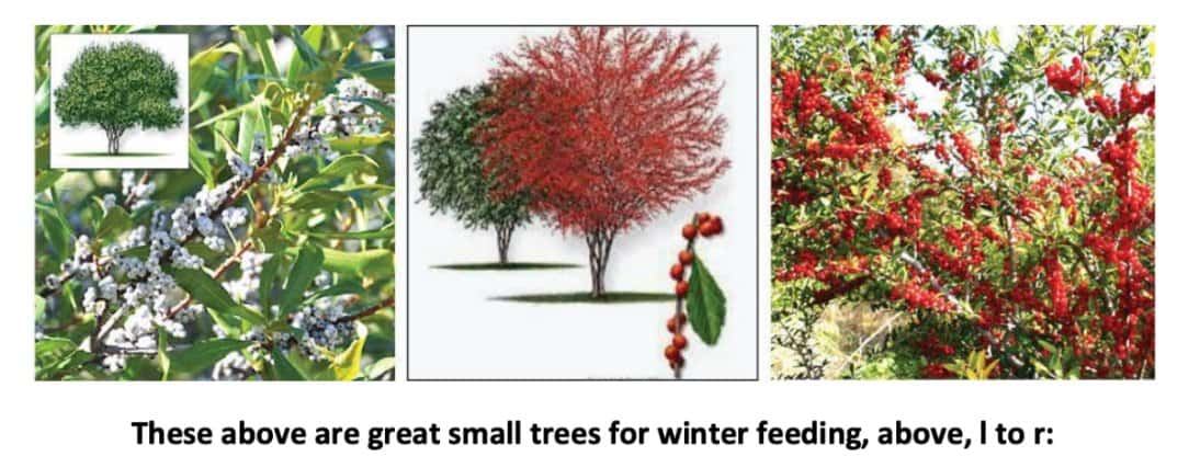 winter feeding trees
