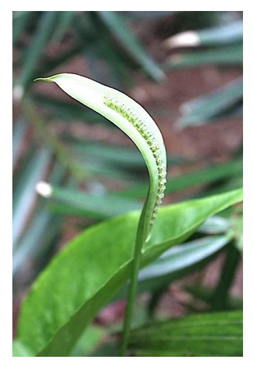 worm plant