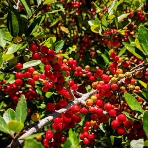 Yaupon Holly