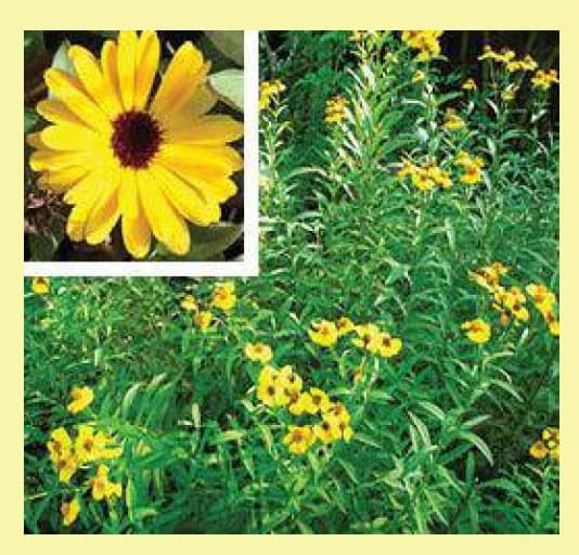 yellow calendula