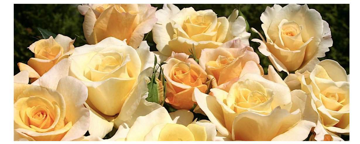 yellow roses virus epidemic