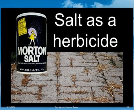 Salt-4-1