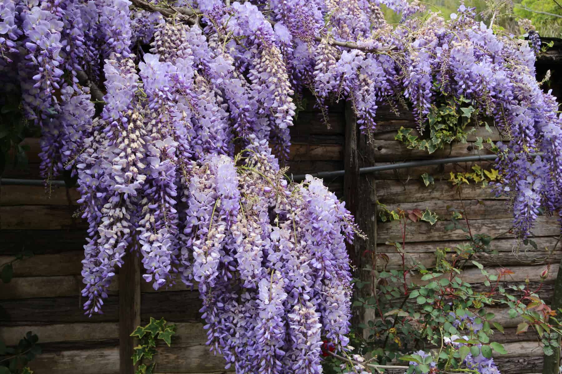 Wisteria,(also,Spelled,Wistaria,Or,Wysteria),Is,A,Genus,Of