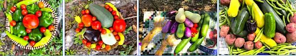 four-images-of-harvested-vegetables collage image of colorful harvested vegetables in bunches