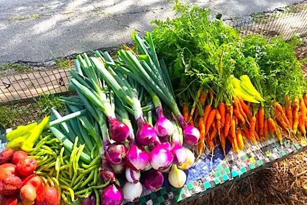 vegetables-on-a-table radishes carrots and other bunches of vegetables on a table