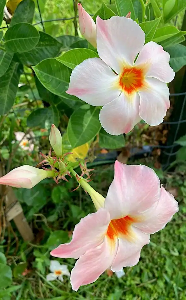 pink and white mandevilla flower on its vine 