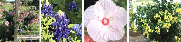 Texas-Bluebonnet-Gold-Star-Esperanza-Belindas Dream-Basham’s-Party-Pink Crape-myrtle Popular Texas Superstars, l to r, Texas Bluebonnet (Lupinus texensis); Gold Star Esperanza (Texoma stans 'Gold Star'); Belinda's Dream (Rosa, woody shrub) and (below), Basham’s Party Pink Crape myrtle, Lagerstroemia indica x L. fauriei
All photos: Stacy D. Mills, GCMG & Karen Nelson, GCMG