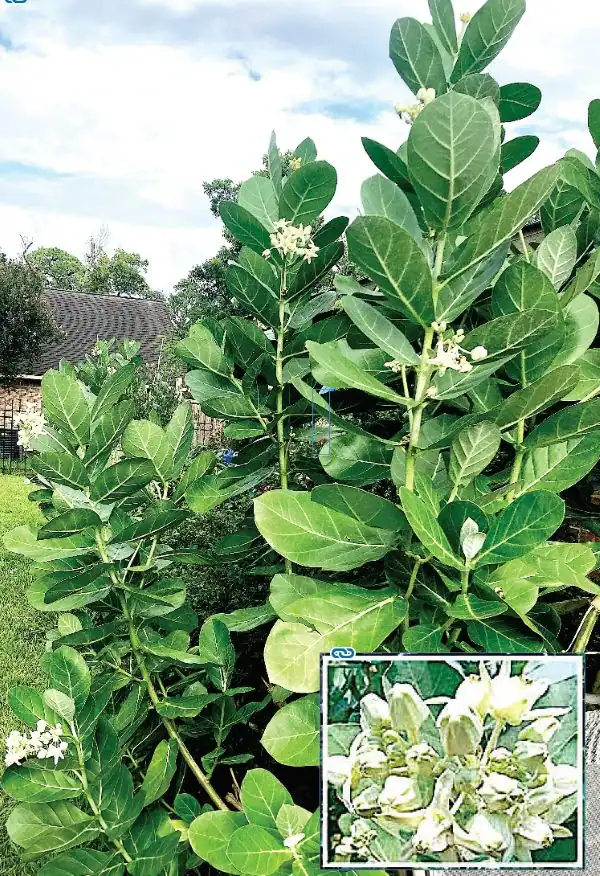giant white african milkweed 