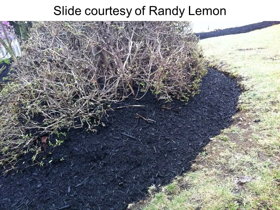 black dyed mulch in a flowerbed