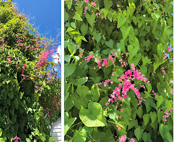 coral-vine flowering coral vine climbing up pine tree in conroe texas