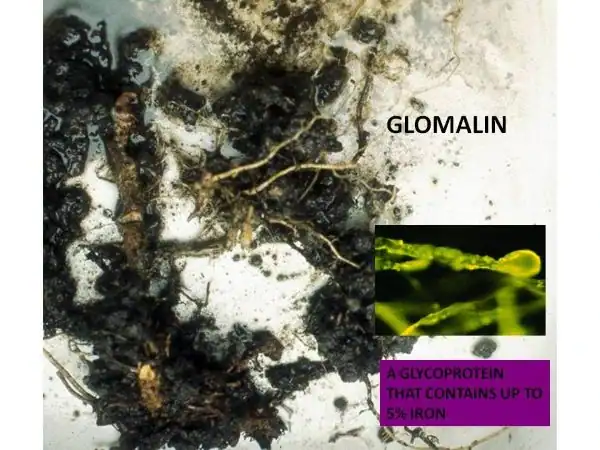 glomalin-organic-material organic glomalin under a microscope