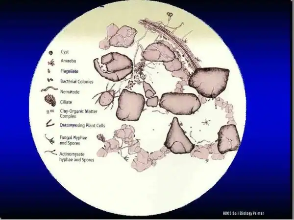 heathy-soil-with-sand--clay-microbes-earthworms-organic matter healthy soil sample under a microscope showing all of the beneficial elements such as the physical particles, worms, microbes, etc.
