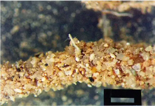 mycorrhizal-fungal-hypha-that-colonizes-plant-roots mycorrhizal fungal hypha microscopic