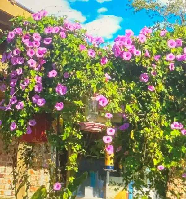 purple morning glory on a porch over a trellis in full bloom