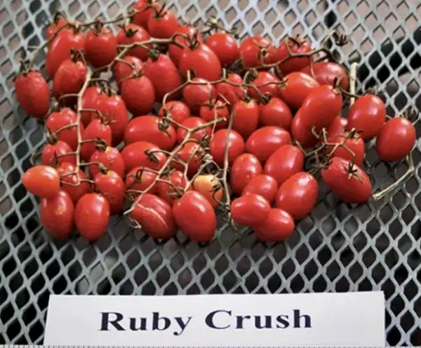 ruby-crush-tomatoes harvest of ruby crush tomatoes