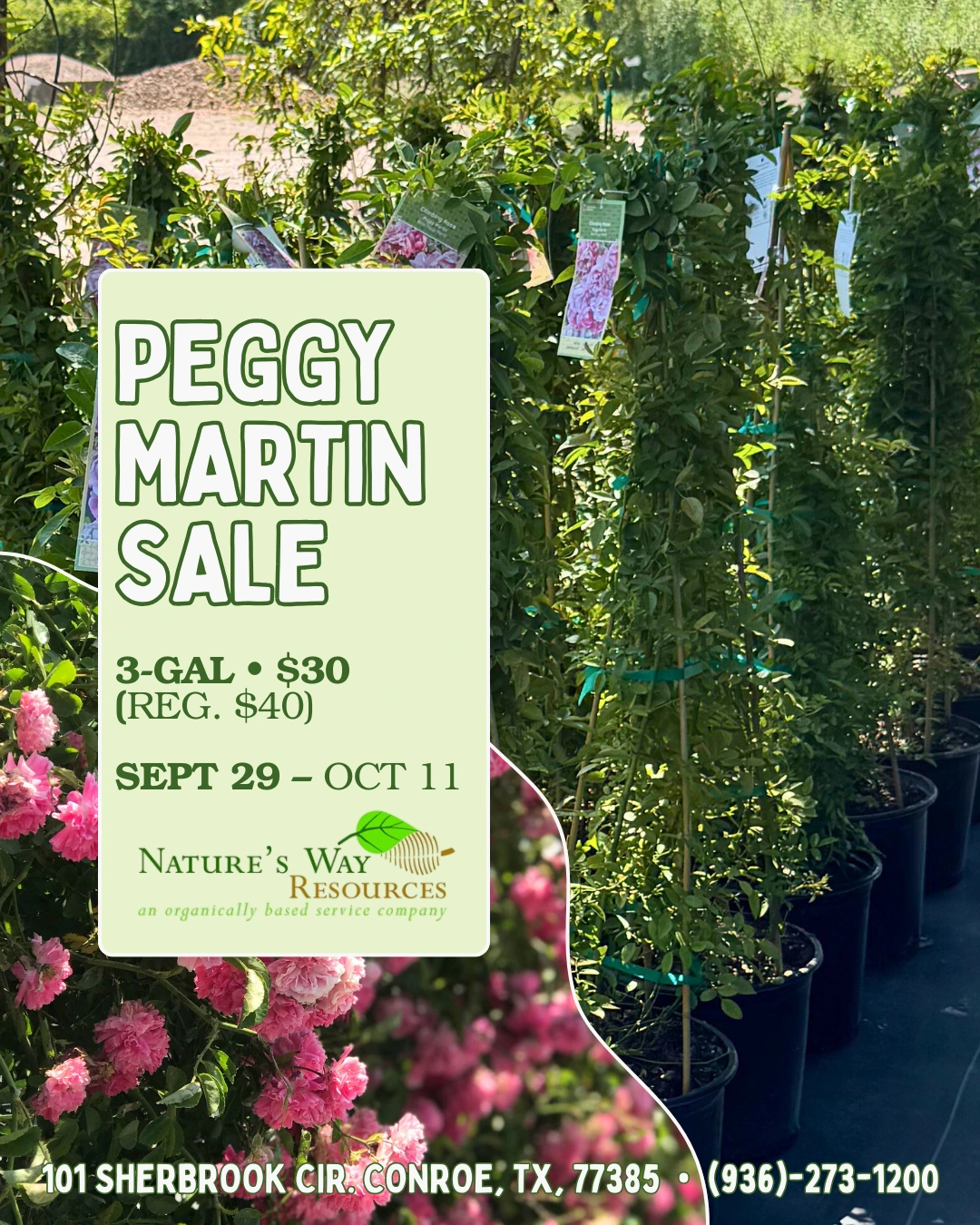 peggy martin sale graphic