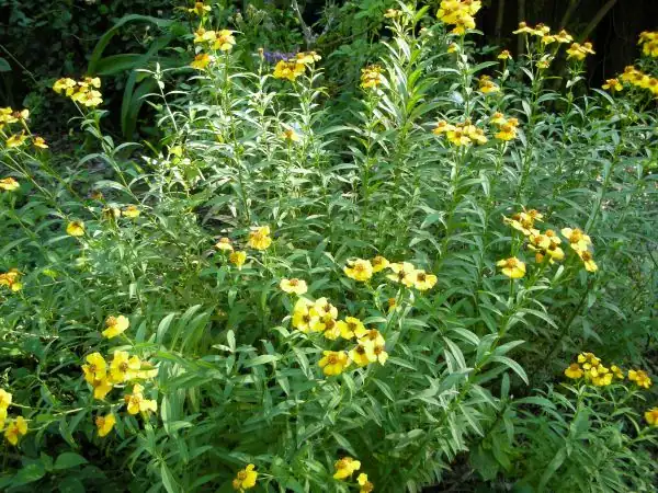 MEXICAN MINT MARIGOLD BLOOMING 