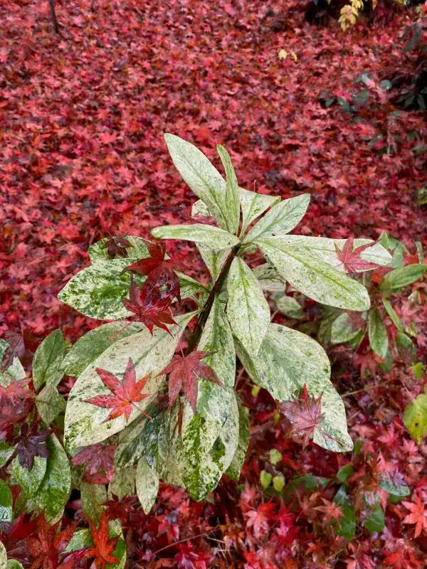 acer palmatum beni kagami at SFA Gardens