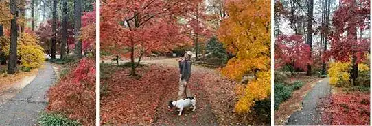 Stephen F. Austin State University’s SFA Gardens' Ruby Mize garden photographed a first week in December ﻿(SFA photos)