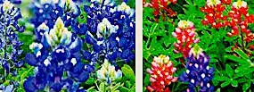 BLUEBONNETS AND MAROON BLUEBONNETS FROM TEXAS A&M