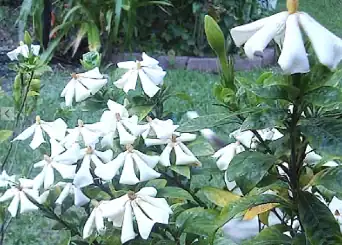 rosedown-gardenia-brenda-smith rosedown gardenia photo by brenda beust smith