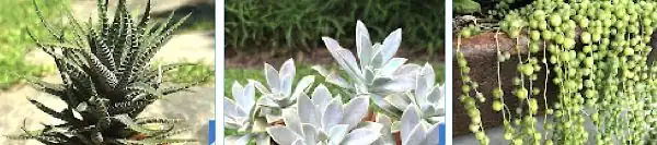 three succulents together in a photo