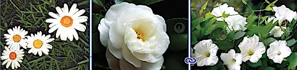 white blooming flowers