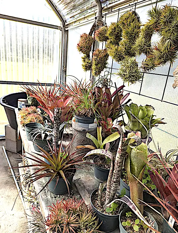 bromeiad greenhouse many types bromeliad society