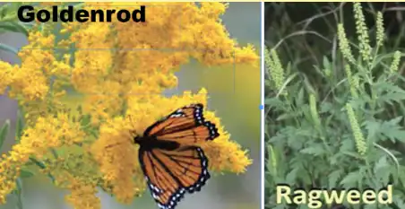 goldenrod vs ragweed