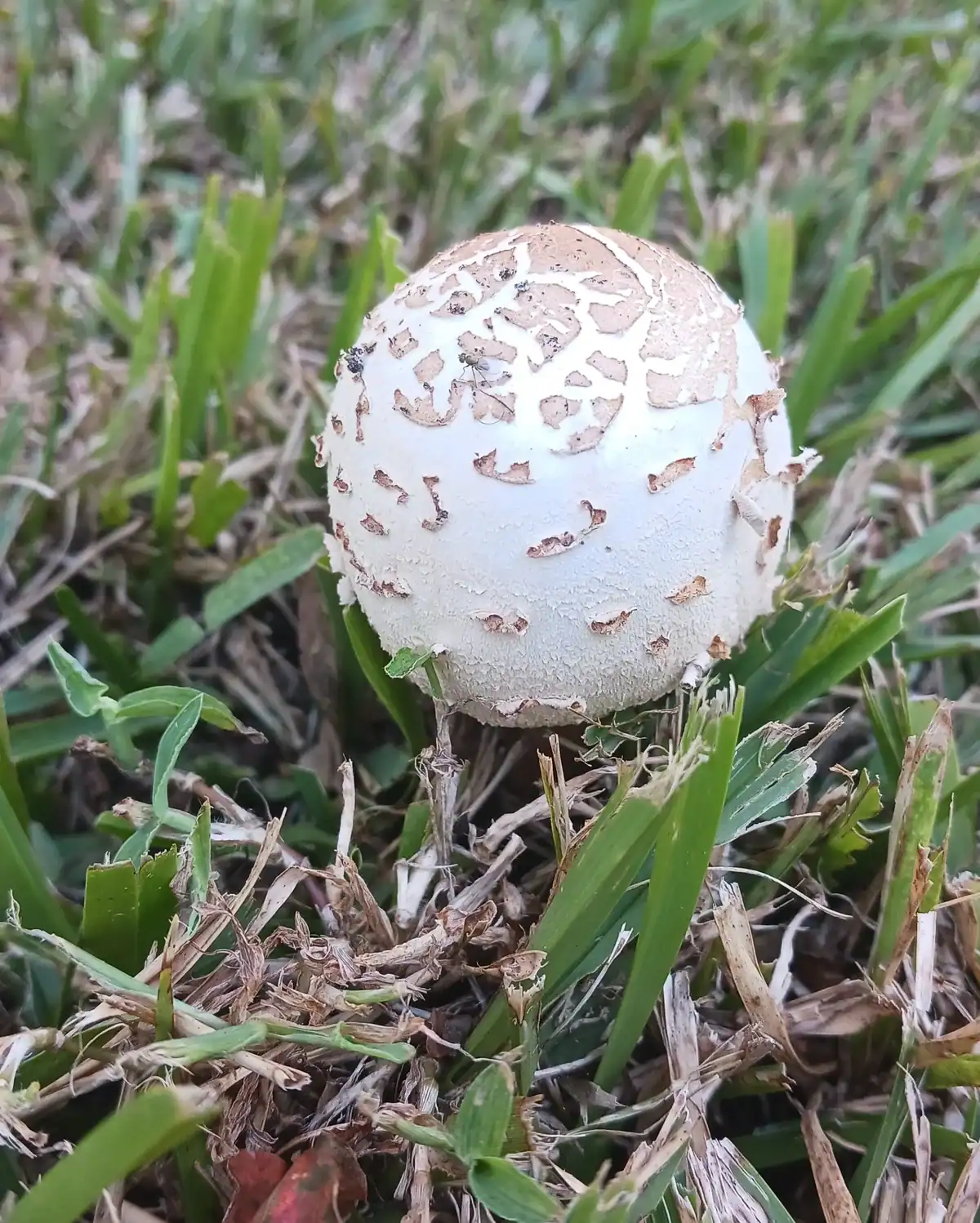 mushroom at the botanic garden houston 