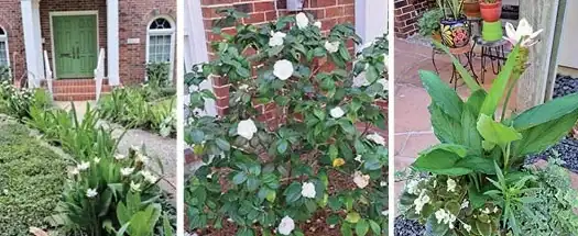 different white flowers blooming, fall gardening in houston