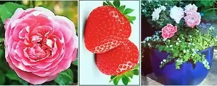 roses and strawberry<br />
