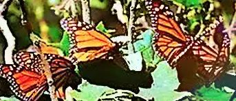monarch butterfly<br />
