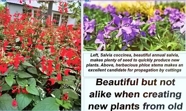 salvia coccinea and four oclocks