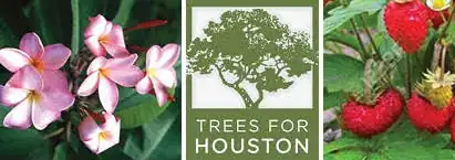 header image, trees for houston, plumeria, strawberry