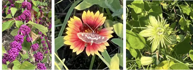 beauty berry indian blanket and passion vine