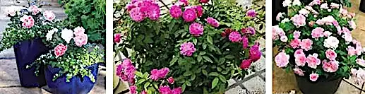 different pink roses