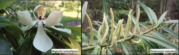 podpcrpus and magnolia blooms