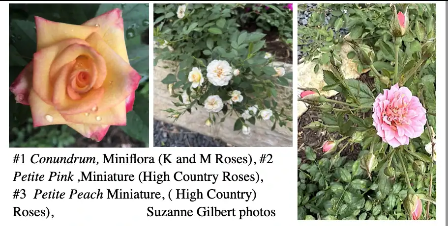 different pink roses