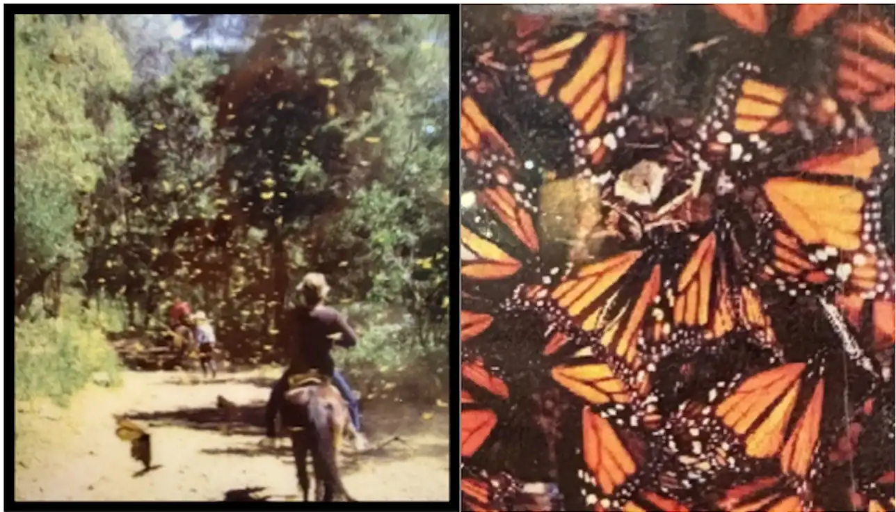 Horse riders surrounded by butterflies