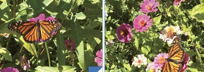 Butterflies among colorful flowers.